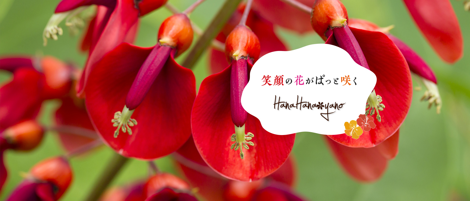 HanaHana yano
